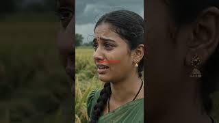 life of village farmer facing problem about rice crop harvesting #youtube shorts #trending shorts