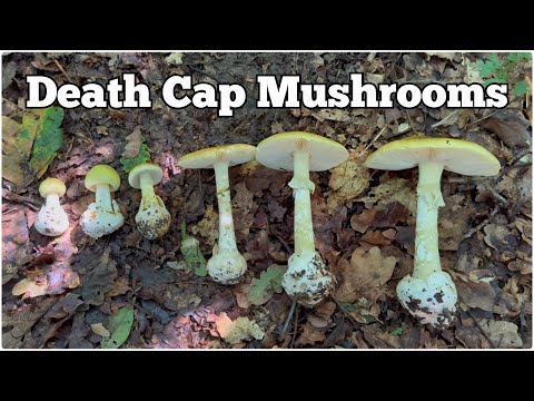 Death Cap Mushrooms (Amanita phalloides) | How to identify and avoid this deadly poisonous fungi thumbnail
