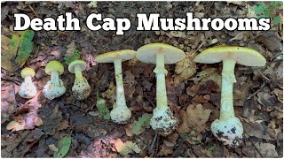 Death Cap Mushrooms (Amanita phalloides) | How to identify and avoid this deadly poisonous fungi screenshot 5