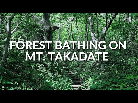 Shinrinyoku Forest bathing on Mt. Takadate│Yamagata│Japan