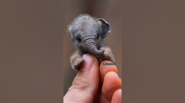 Oh My God😰Wait for and😳Smallest elephant Ever Imagined😂 #viralcontent #shorts #animals #elephant