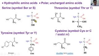 胺基酸是什麼３－生命科學暨生物科技學系唐世杰