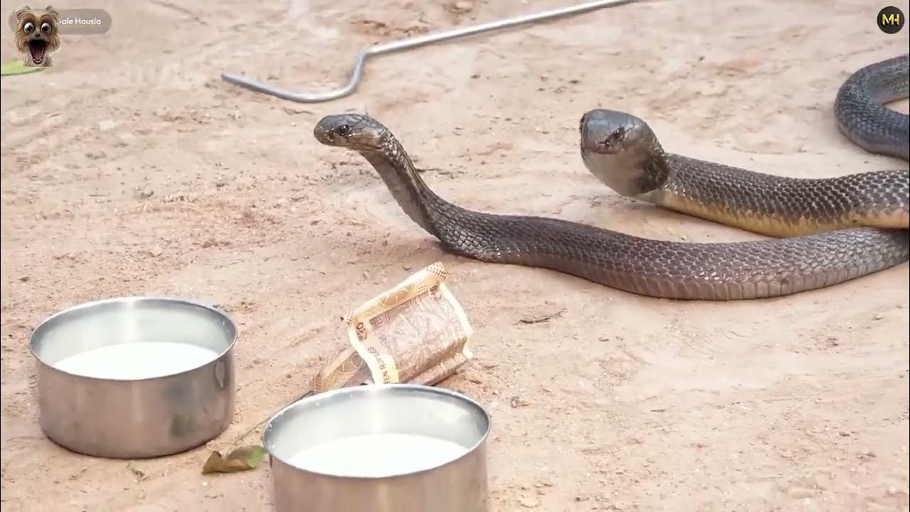 Snake hunting or how to remove a snake den from your home part 4 