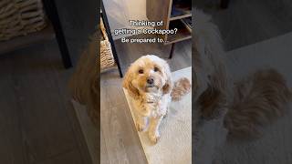 How to Be Prepared for a Cockapoo