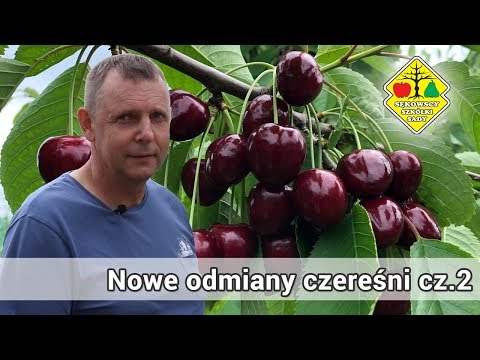 Wideo: Apple Cherry. Opis odmiany