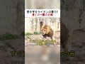 愛を守るライオンの怒り！ 虎との一瞬の対峙 #ライオン #虎 #野生動物 #愛の本能 #警告の瞬間