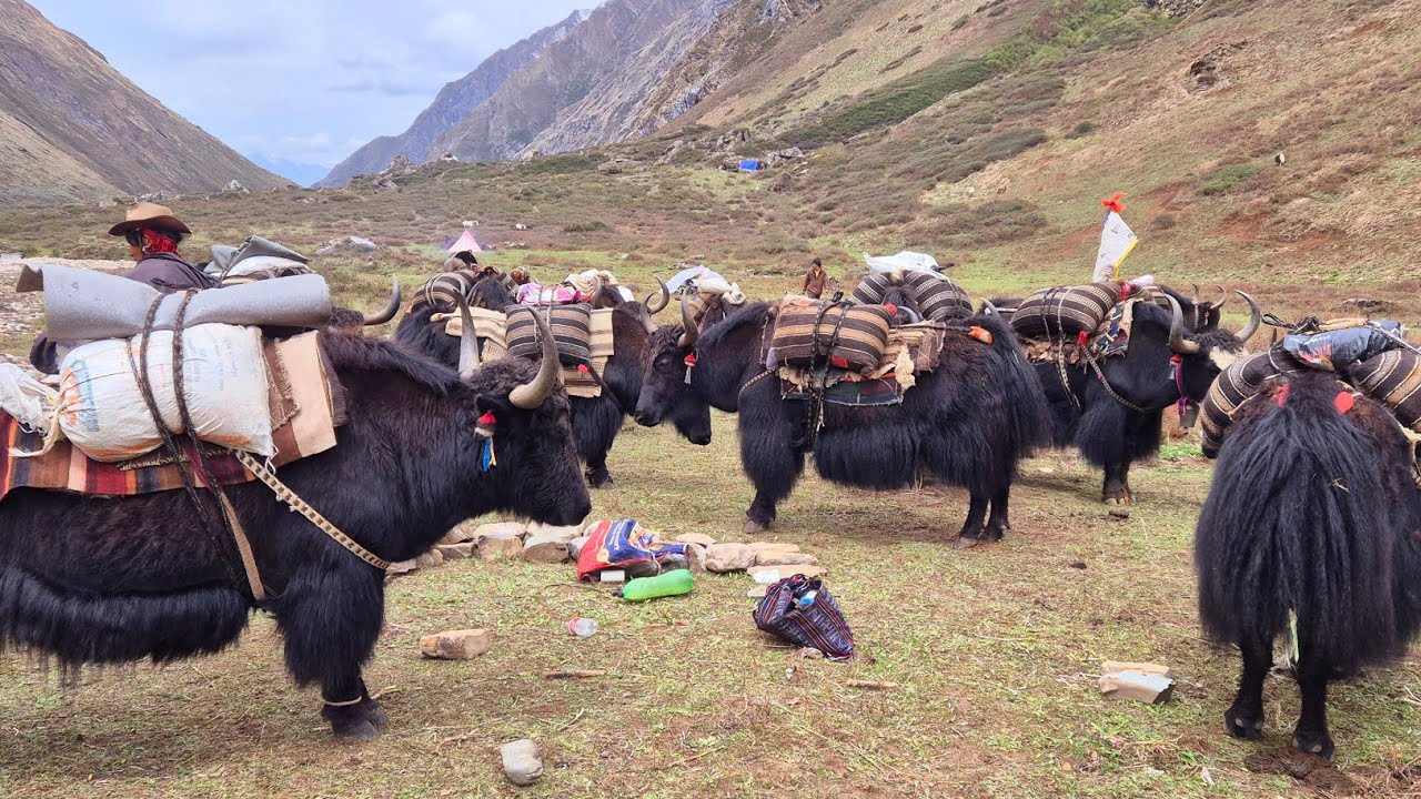 Yak Farm Dolpa||Nepal||Best Life In Nepal