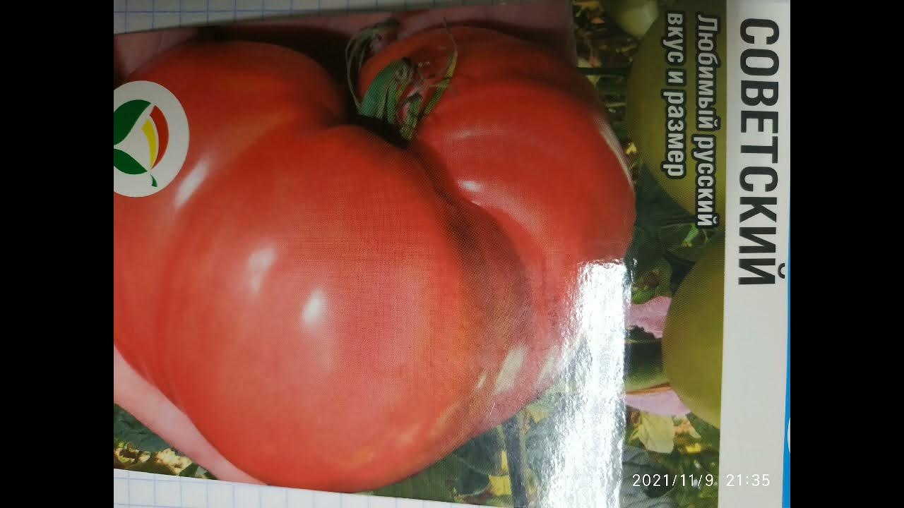 Самые урожайные сливовидные томаты, которые идеальны для засолки: 7 лучших сорто