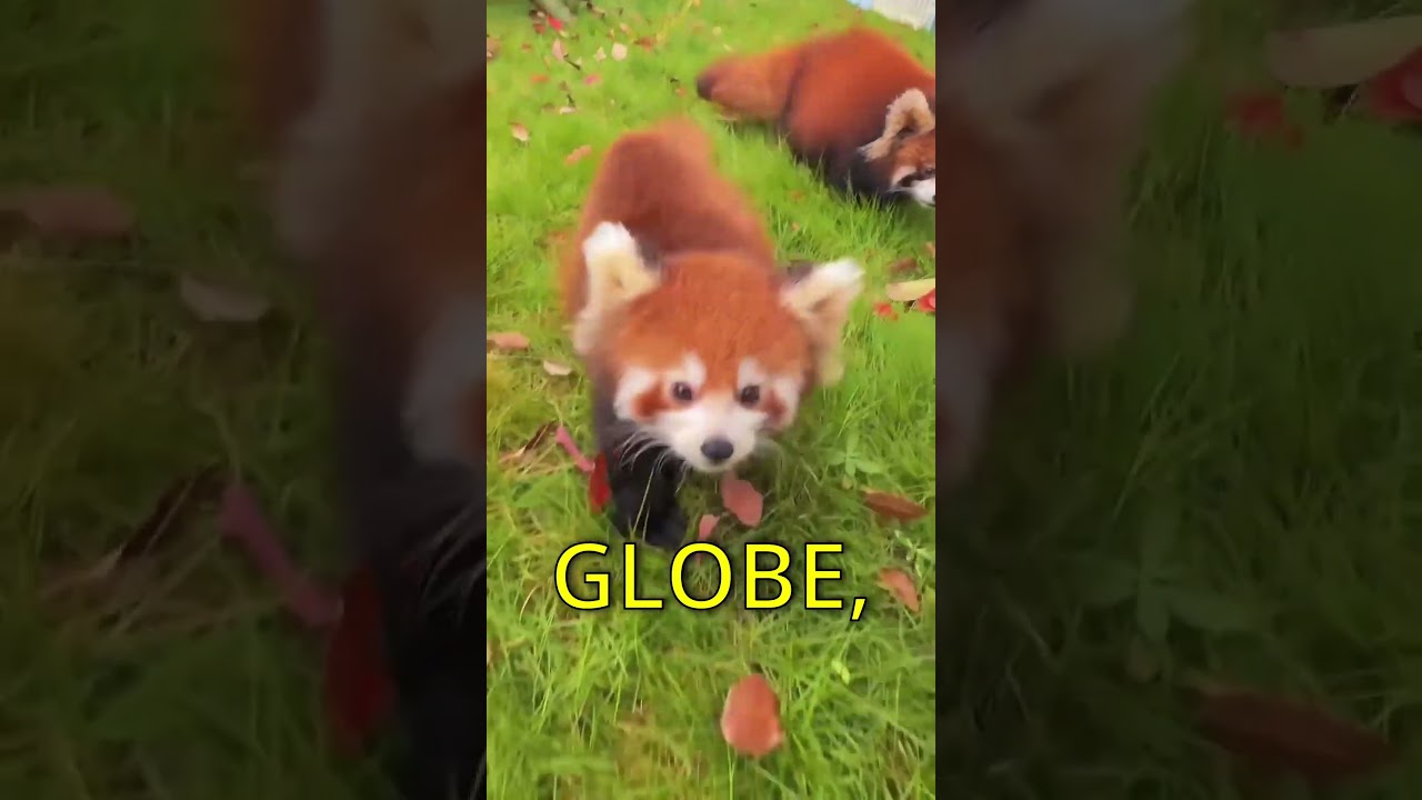 FIREFOX LOGO NOT A FOX