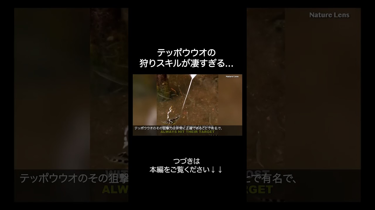 テッポウウオが賢すぎる