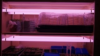 СЕЕМ РЕЗЕДУ душистую, ЧЕРЕДУ золото сада, РУТУ душистую ЧАСТЬ 1 СЕЕМ РЕЗЕДУ душистую, ЧЕРЕДУ золото сада, РУТУ душистую ЧАСТЬ 1