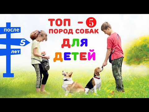 ТОП - 5 пород собак || Какую породу собаки выбрать для ребенка ПОСЛЕ 5 лет в квартиру?