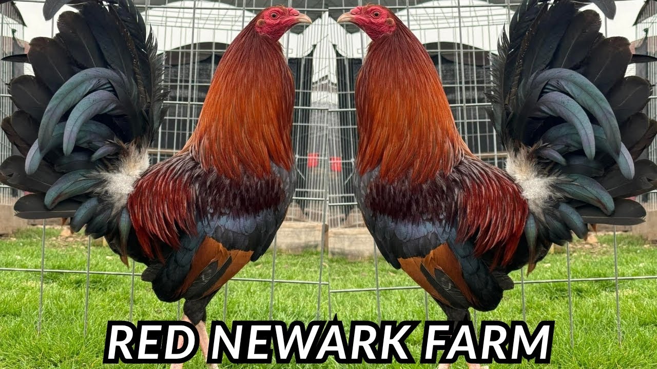 Beautiful Birds Albany Penny Hatch Sweater - Outdoor Breeding Pens Feeding Time Red Newark Farm