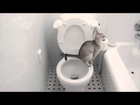 Video: Je nelegální nemít v práci záchod?