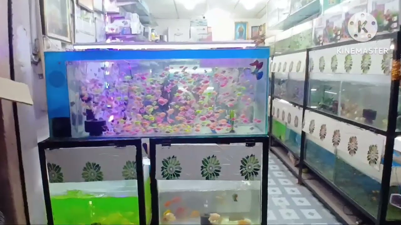 Fishes#fishaquarium#colorfishes#autonagar#vijayawada