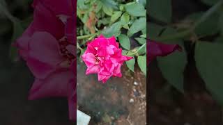 Download Lagu mawar berduri MP3