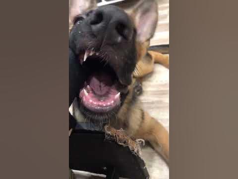Пёс - YouTube