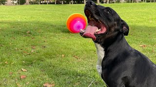 Mega Ball fun #staffies #dog #funny #youtube