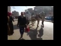 تعذيب حصان ظهرا وسط زحام شارع شبرا مصر 10 يناير 2017 