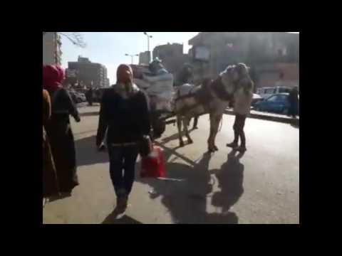 تعذيب حصان ظهرا وسط زحام شارع شبرا مصر 10 يناير 2017 