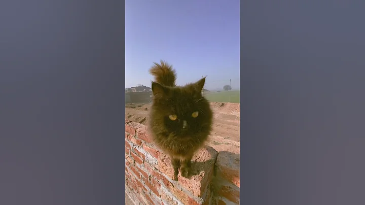 Video 11822591: cat cute funny baby