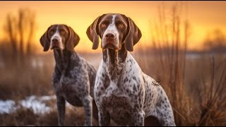 Are German Shorthaired Pointers good with children?