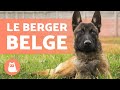 Types de berger belge  noms et curiosits