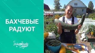 ОГУРЕЦ 4 кг ! Как мы вырастили армянский огурец со вкусом дыни. Что из него приготовить.Урожай 2020.