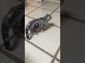 Dog and cat enemy #ytshorts