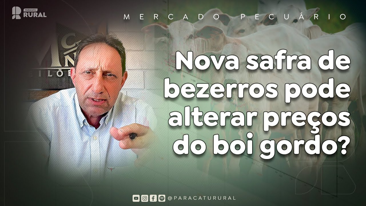 Nova safra de bezerros pode alterar preços do boi gordo?