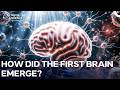 A 500 Million-Year Journey: The Evolution of the Brain | English Documentary