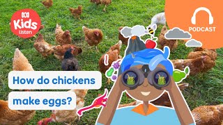 How do chickens make eggs 🐔🍳🤔 | Imagine This PODCAST | ABC Kids listen