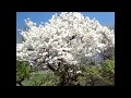 Brooklyn Botanical Garden Free Saturday