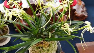 2019年7月 宇治市植物公園 富貴蘭の花展示会