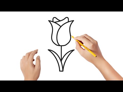 Video: Cómo Dibujar Un Tulipán