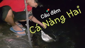 Thú vui câu cá. #5 câu đêm săn cá nàng hai. ( Thác lác cườm )
