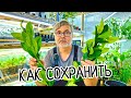 Как сохранить ЖИВЫМИ черенки лимона для прививки или укоренения? Как привезти из далеких стран!