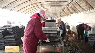 [中国三农报道]春耕中国 新疆玛纳斯 加工番茄进入育苗期 一穴一粒不争水肥 | 农业致富经 Agriculture And Farming