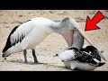 7 Aves Que Comen Animales De un Solo Bocado | EL APETITO VORAZ DEL PELÍCANO | LA LEY DEL MÁS FUERTE