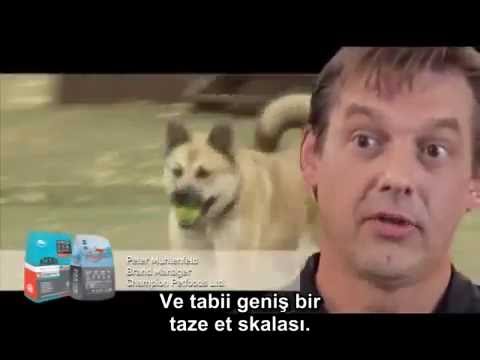 Video: Ev yapımı somon köpek tedavi tarifi