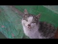 Спасение котика с раной на шее — Трейлер (2019)