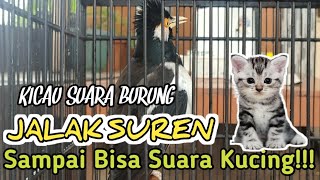 SUARA KICAU JALAK SUREN SAMPAI BISA SUARA KUCING!!!!