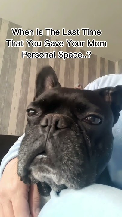 What Do You Mean Personal Space shorts animals love pets dog what-do-you-mean-personal-space-shorts-animals-love-pets-dog