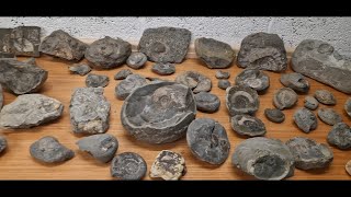 DJ Fossils   our fossil collection so far