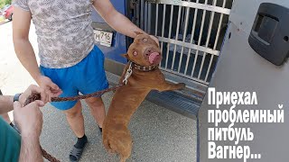 видео: Питбуль Вагнер приехал ! Первая реакция опасного питбуля на меня !! Поведение во дворе где родился.. картинка: Питбуль Вагнер приехал ! Первая реакция опасного питбуля на меня !! Поведение во дворе где родился..