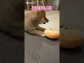 おもちゃよりスリッパが好き【豆柴】#shorts#豆柴#柴犬#赤ちゃん#dog