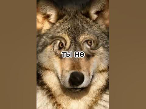 #волк #ауф - YouTube