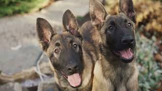The Evolution of German Shepherd Ears by PetPalsTV453 198 views 1 month ago 2 minutes, 36 seconds