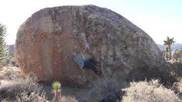 Joshua Tree - Fry Problem