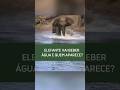 ELEFANTE ENCONTRA GRANDE PREDADOR AO BEBER ÁGUA!!!! #animaltv #curiosidades #bichoscuriosos #animais